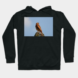 121115 falcon hawk Hoodie